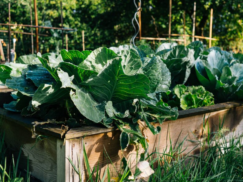 Potager boites chou a briat